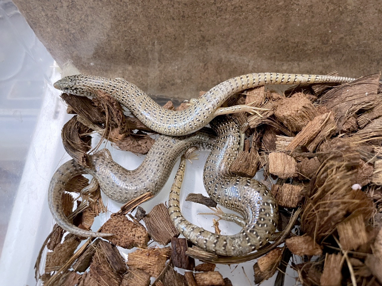 オオアシカラカネトカゲ(4)