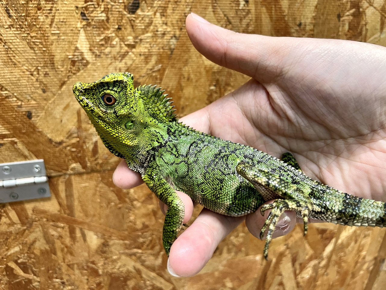 カメレオンモリドラゴン(3)