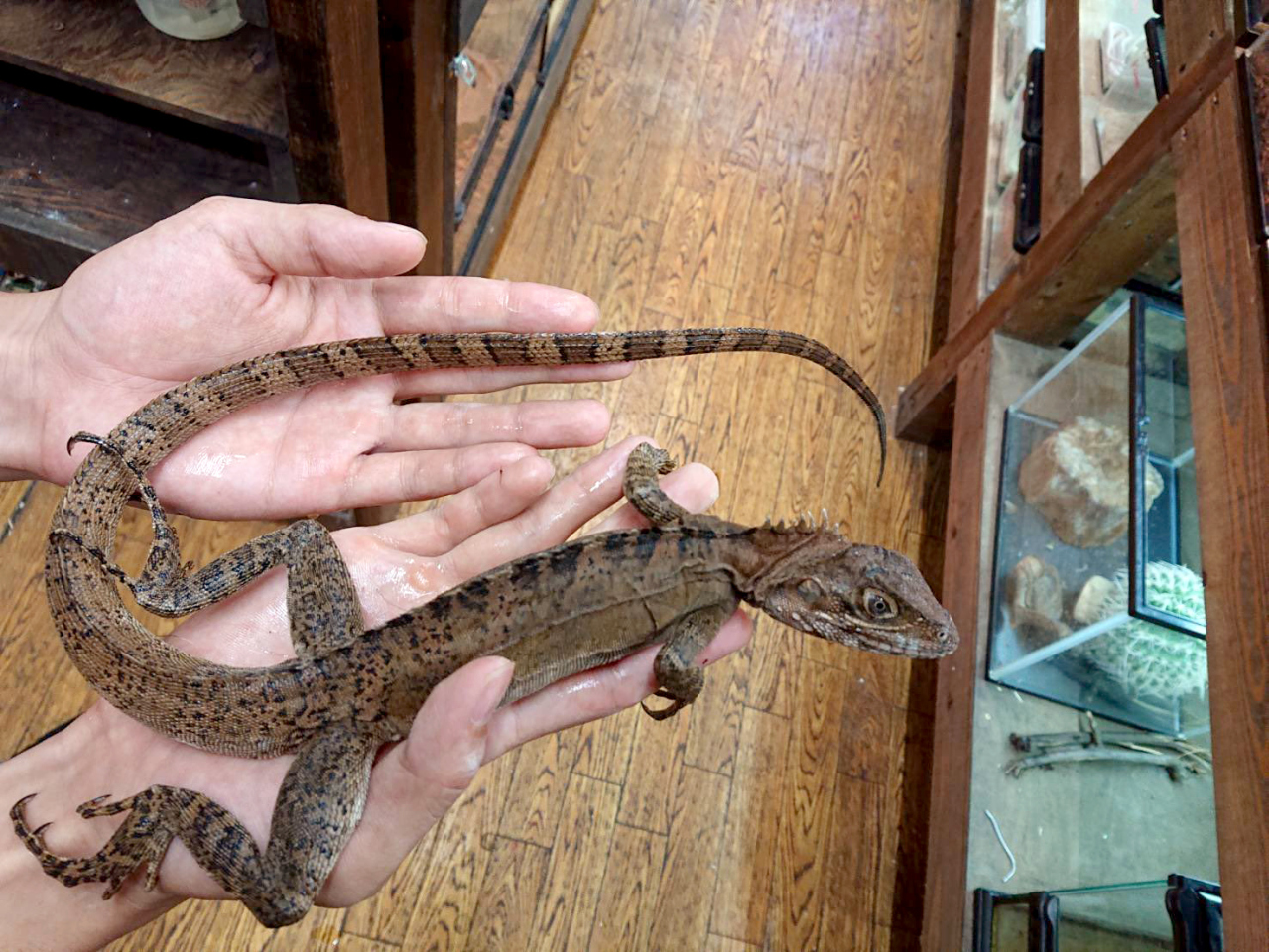 ノドグロミナミモリドラゴン(3)