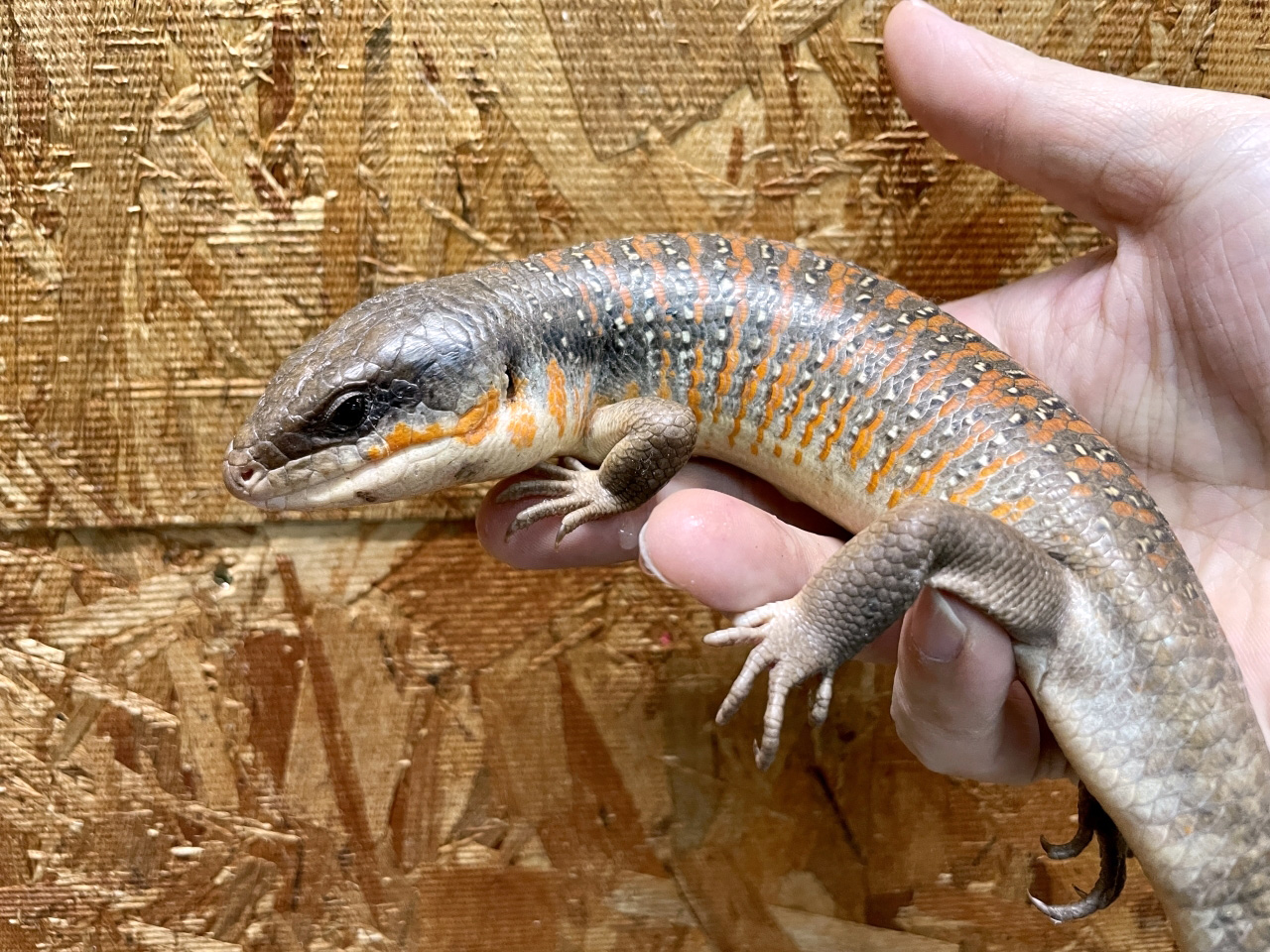 アルジェリアスキンク(1)