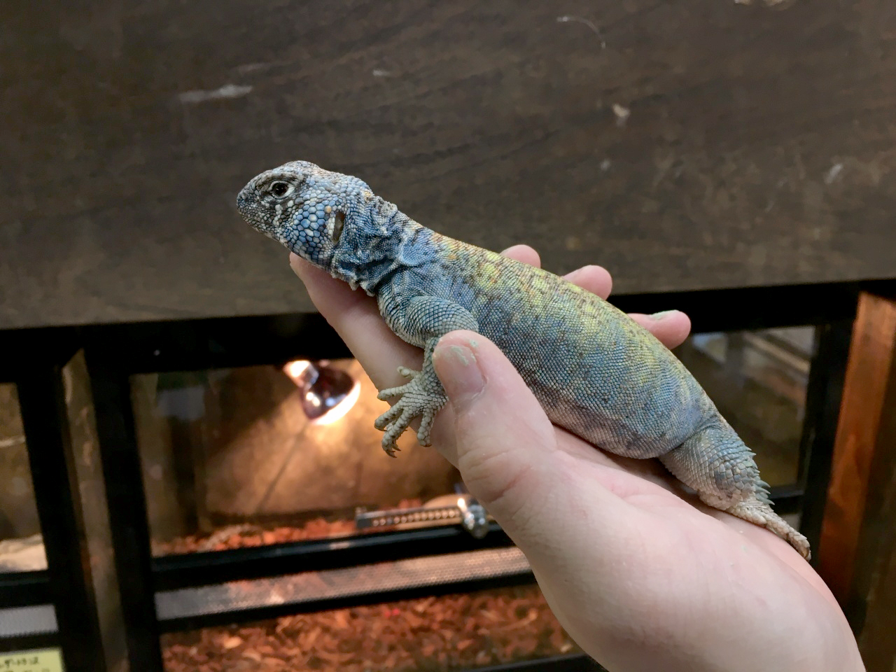 フィルビートゲオアガマ(7)