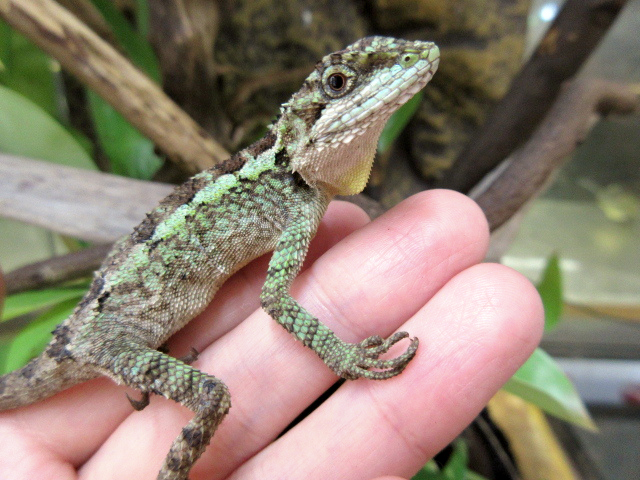 ミヤビキノボリトカゲ