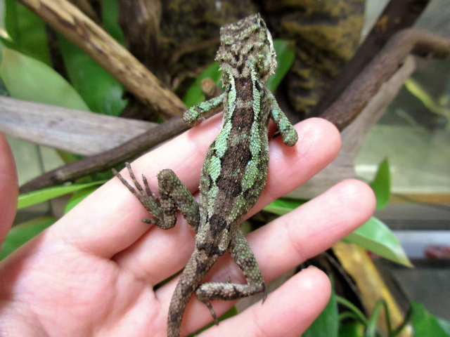 ミヤビキノボリトカゲ(2)
