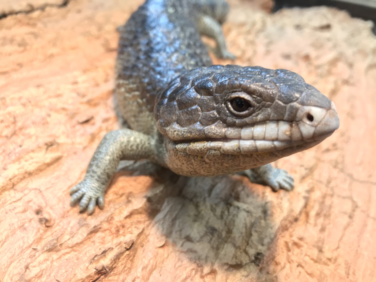 ロットネスマツカサトカゲ(5)