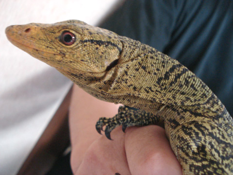 グレイモニター(11)