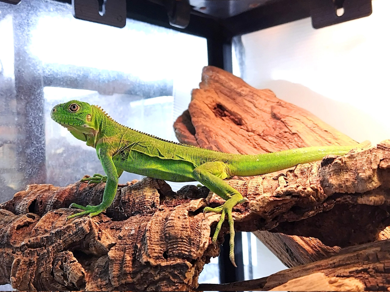 レッサーアンティルイグアナ(9)