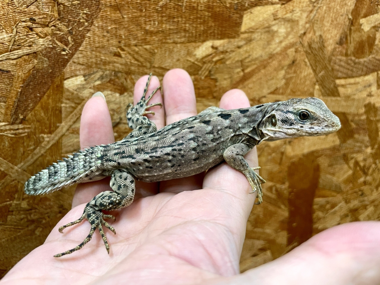 スベノドトゲオイグアナ(3)