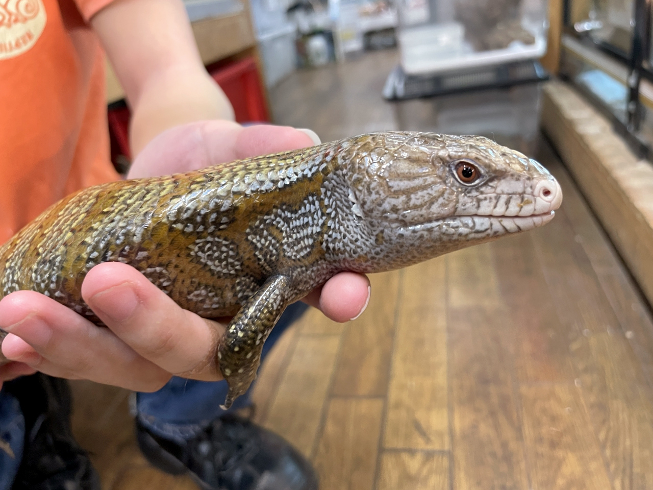 ケイアオジタトカゲ(2)