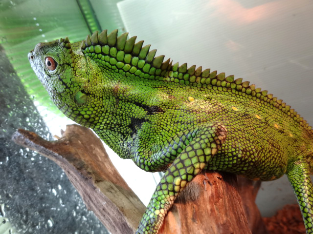 ドリアエモリドラゴン