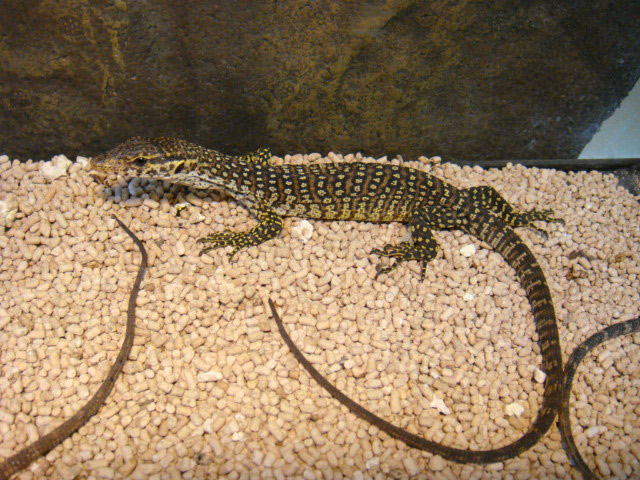 ピーコックモニター(1)