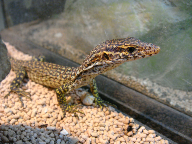 ピーコックモニター(2)