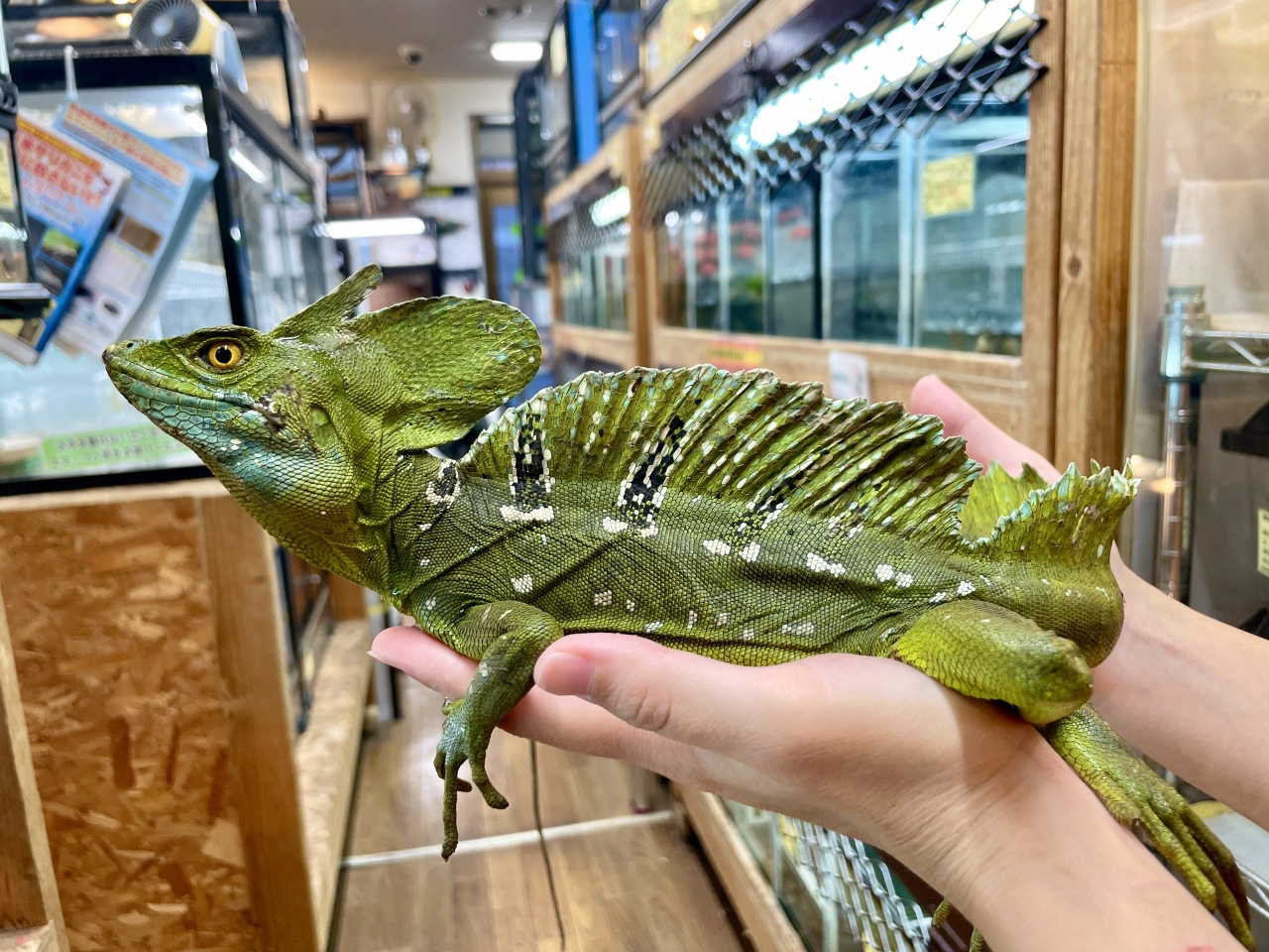 グリーンバシリスク(2)