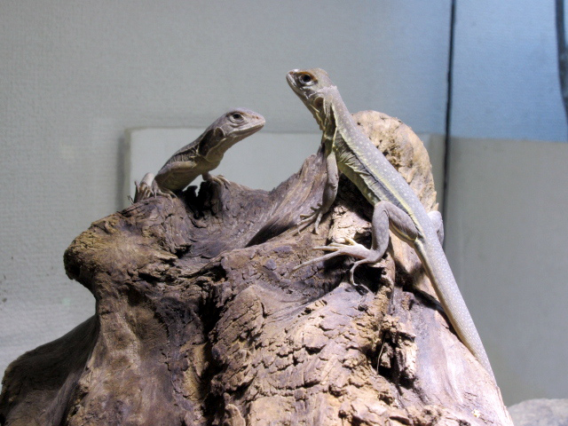 ロイヤルバタフライアガマ(10)