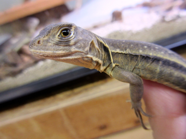 ロイヤルバタフライアガマ(11)