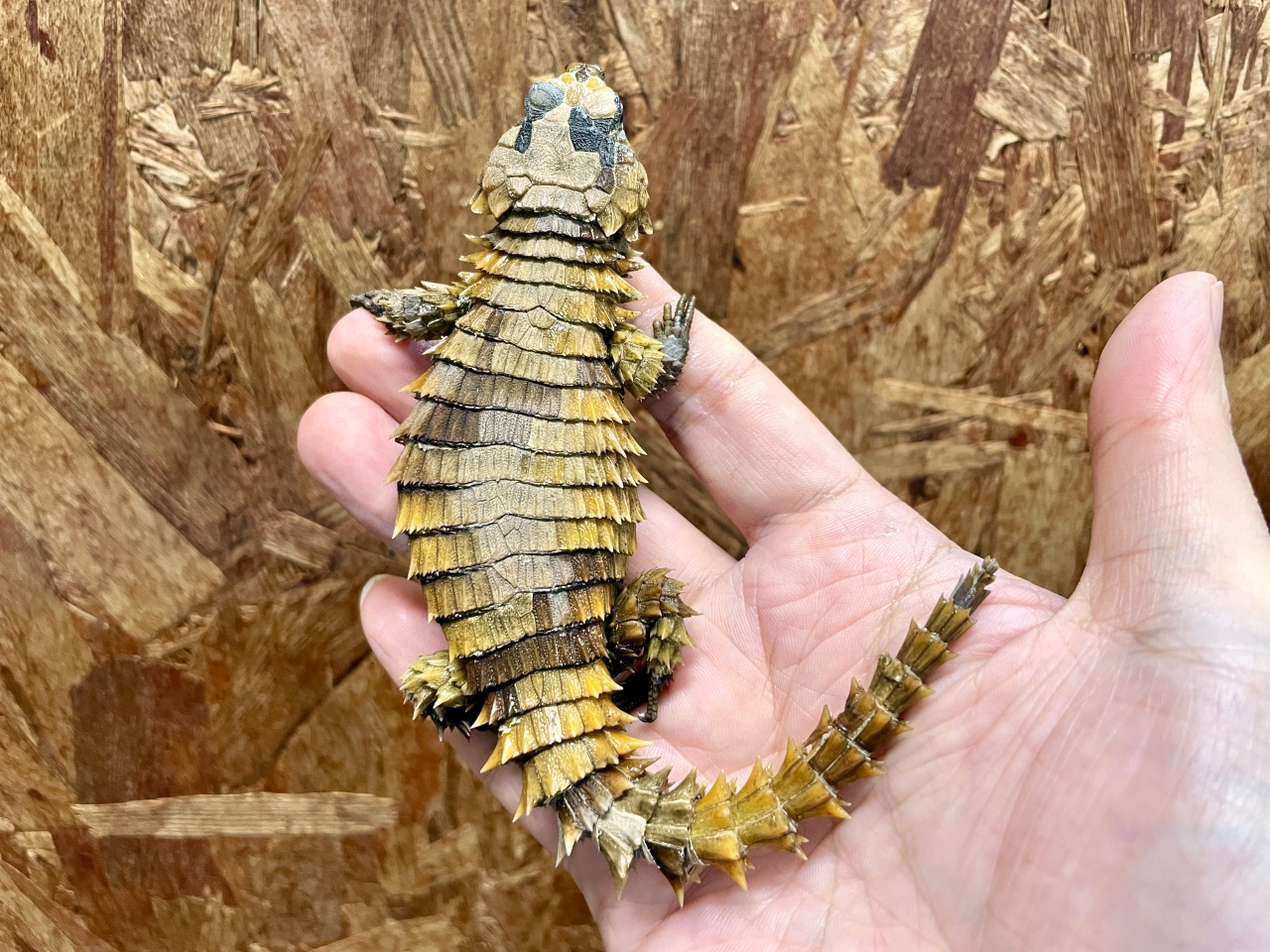 アルマジロトカゲ(4)