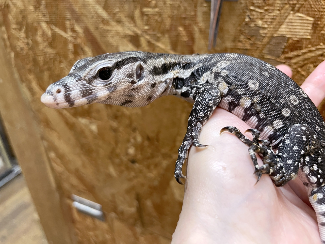 サルバトールモニター(7)