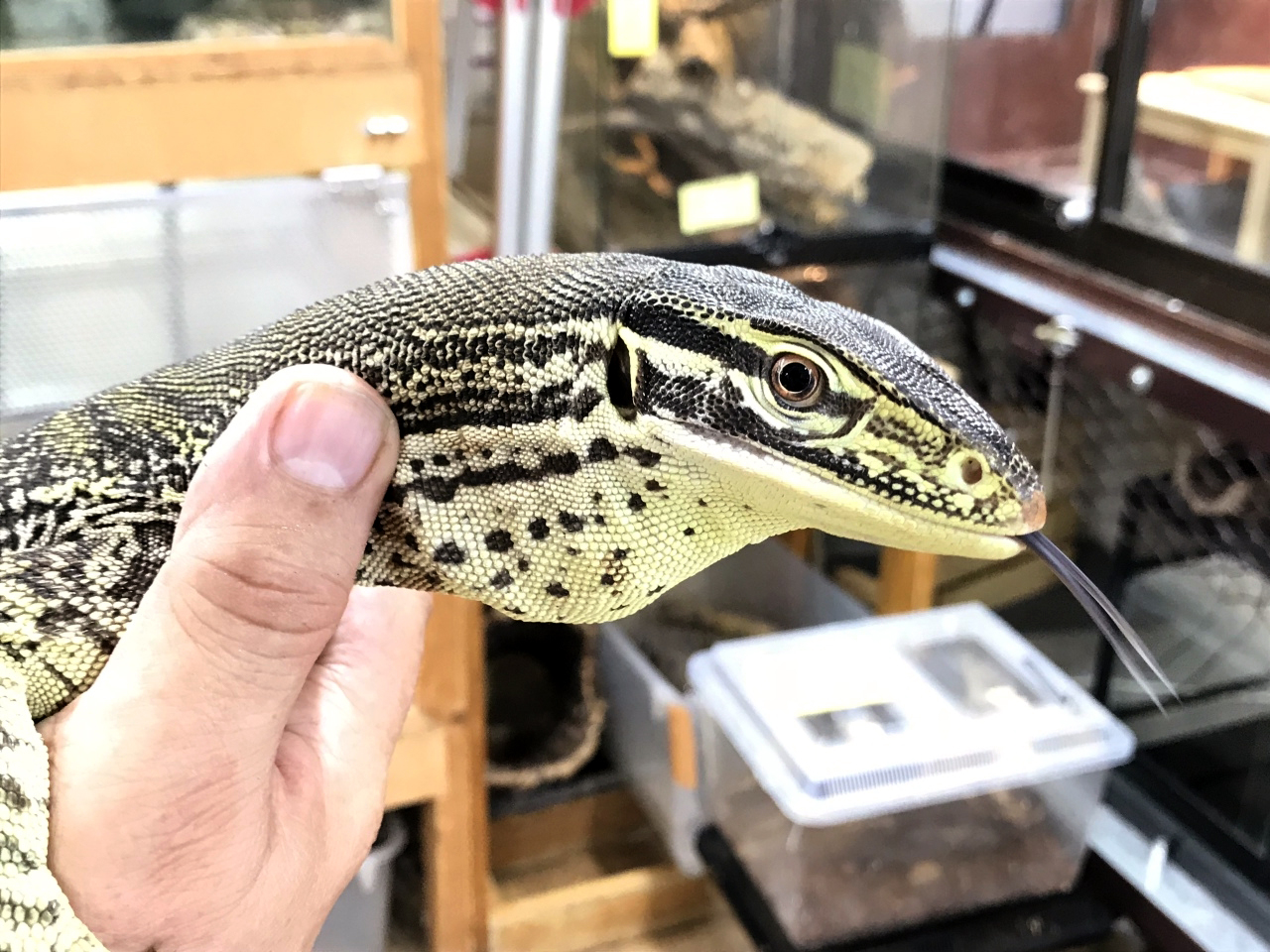 グールドモニター(4)