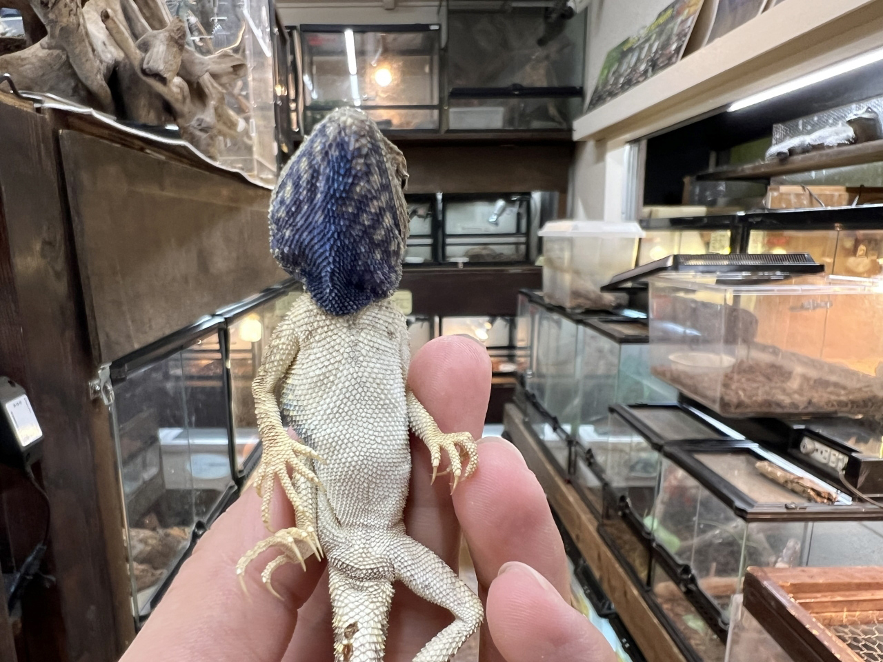 ザビグニーアガマ(2)