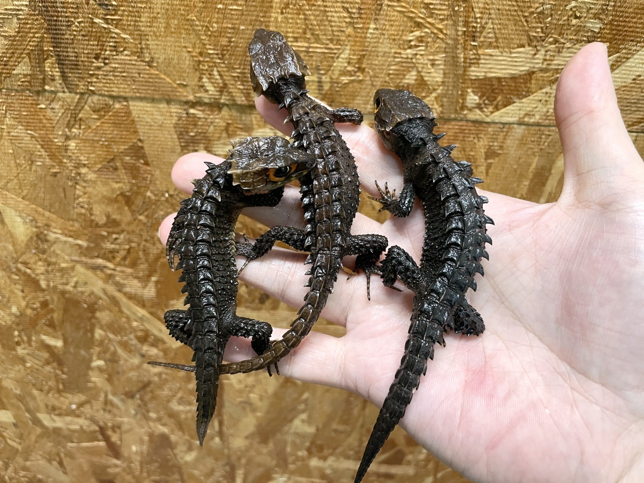 アカメカブトトカゲ(7)