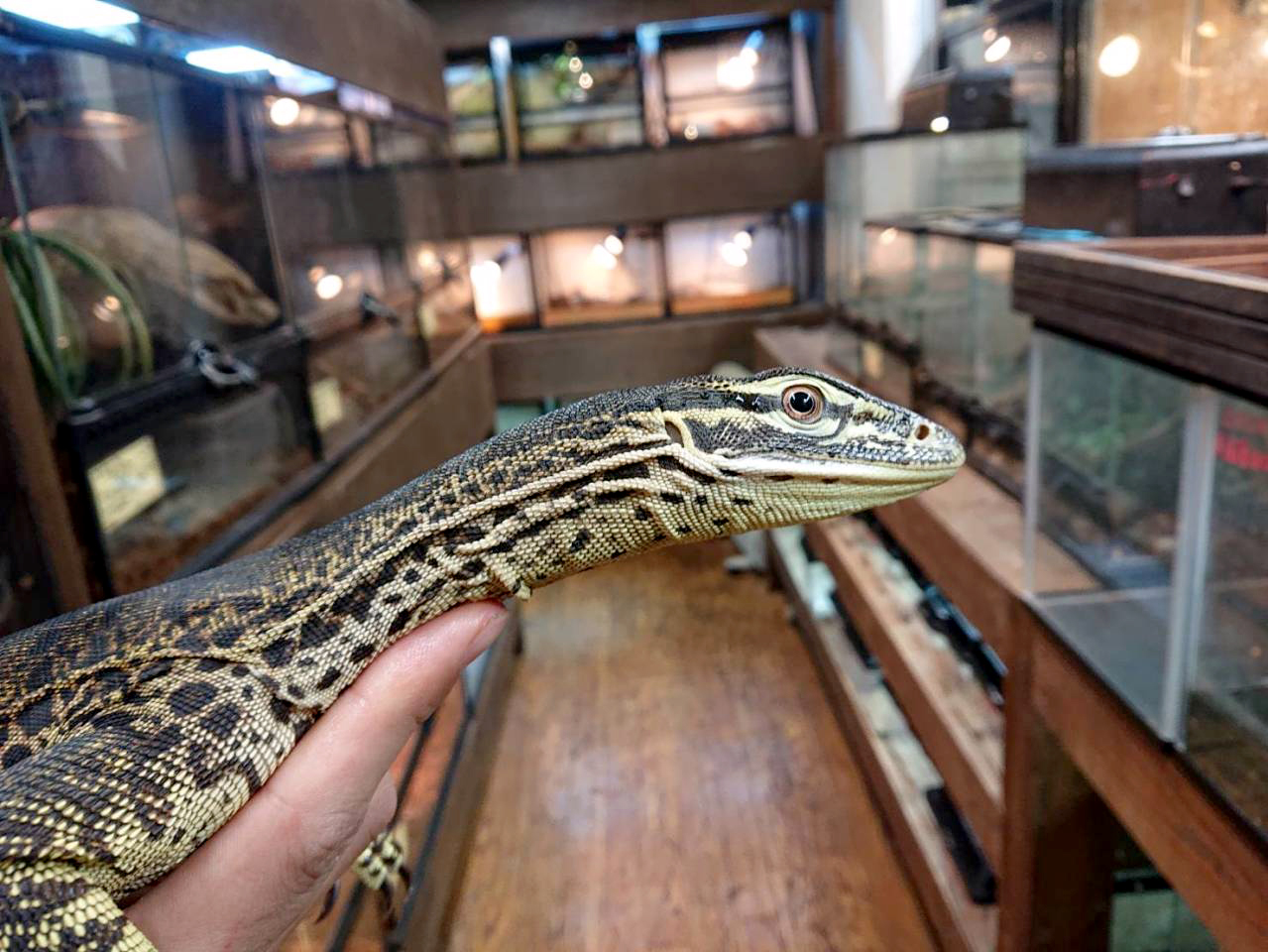 グールドモニター(12)