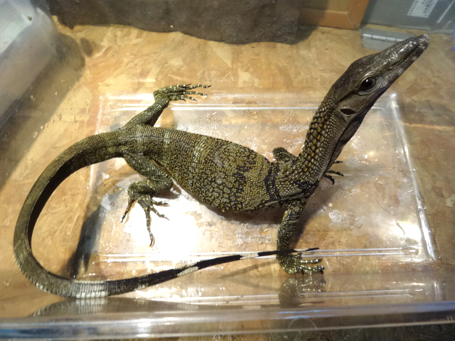 ラフネックモニター(9)