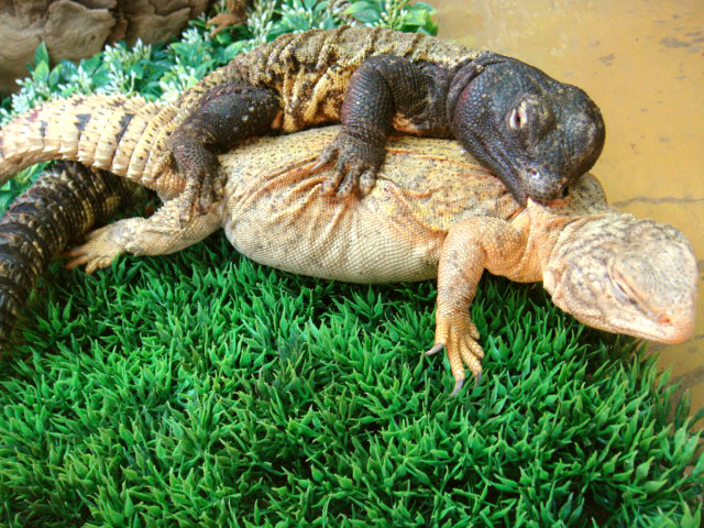 ディスパートゲオアガマ(12)