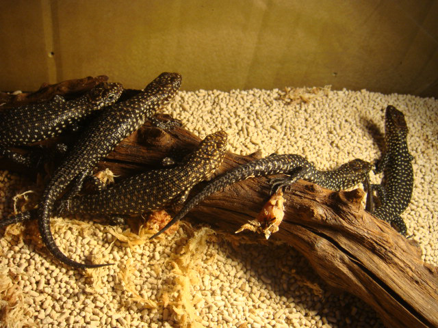 カニンガムイワトカゲ(9)