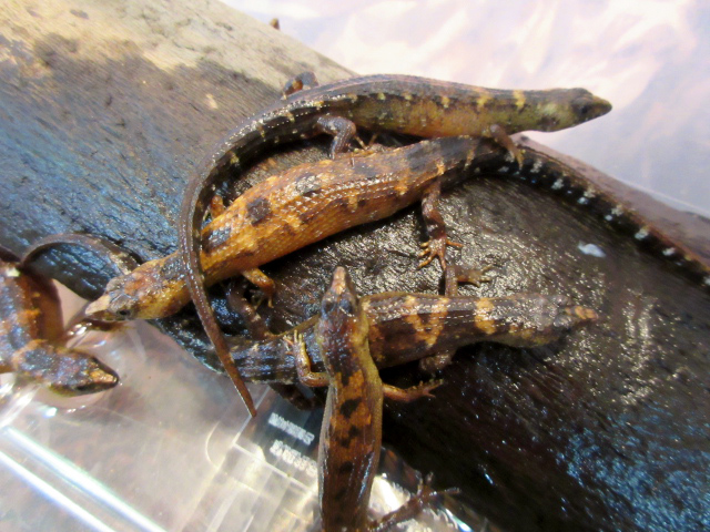 シナミズトカゲ(2)