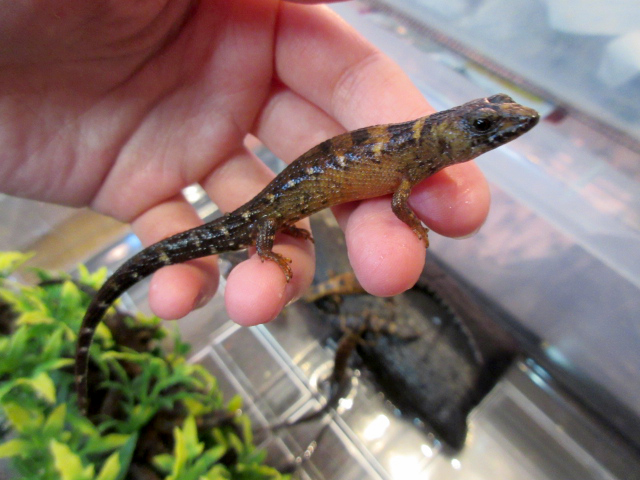 シナミズトカゲ(3)