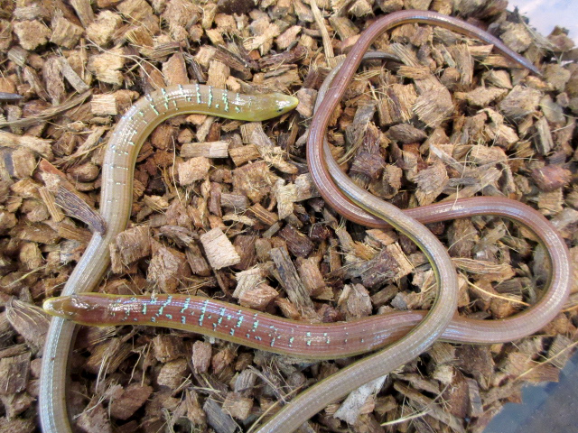 ハーティアシナシトカゲ(4)