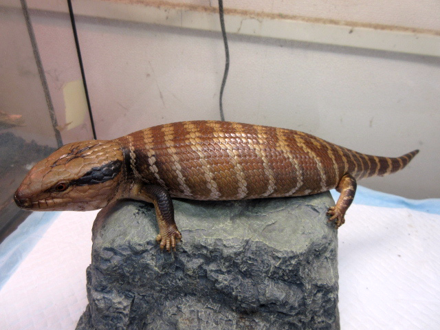 チュウオウアオジタトカゲ(10)