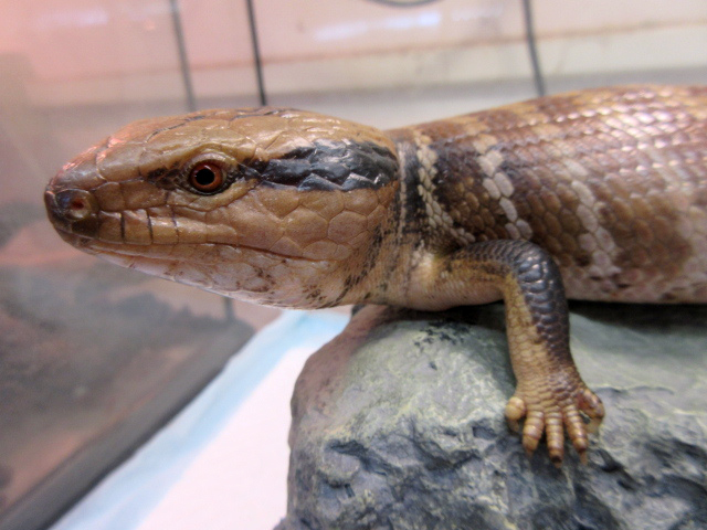 チュウオウアオジタトカゲ(11)