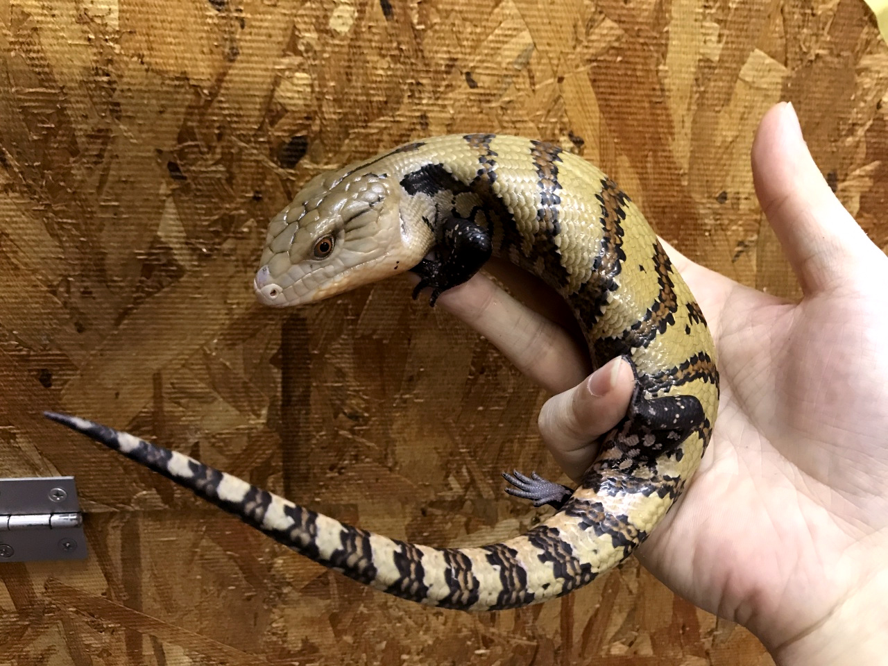 インドネシアアオジタトカゲ(4)