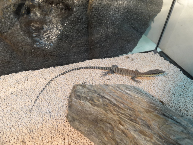 キンバリーロックモニター(7)