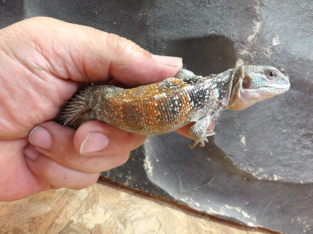 ユカタントゲオイグアナ