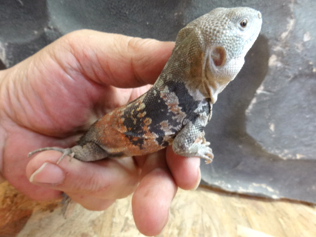 ユカタントゲオイグアナ(2)