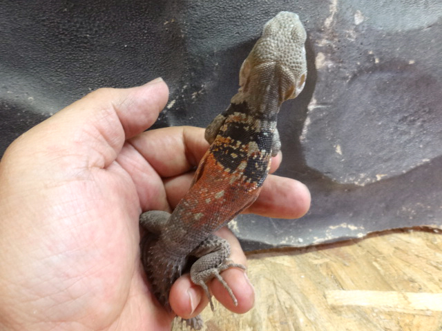 ユカタントゲオイグアナ(3)