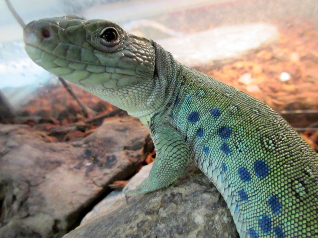 ネバダホウセキカナヘビ(2)