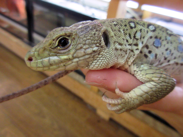 ネバダホウセキカナヘビ(4)