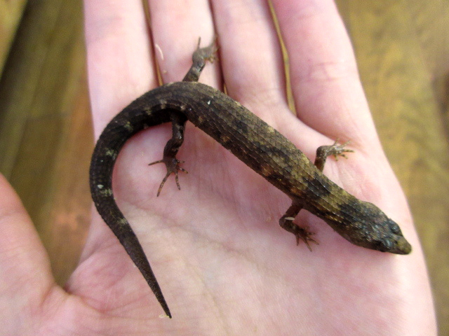 シナミズトカゲ(7)