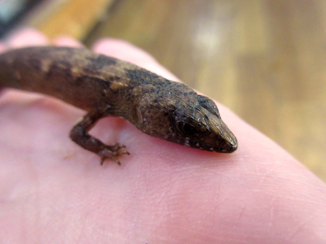シナミズトカゲ(8)