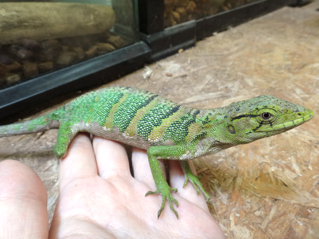 ノギハラハガクレトカゲ