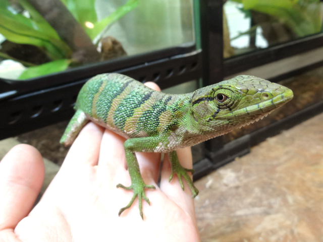 ノギハラハガクレトカゲ(2)