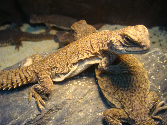 アカンシニュルストゲオアガマ(6)