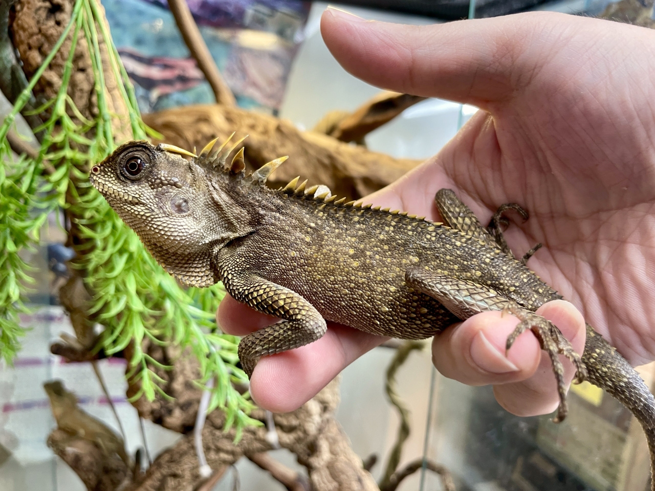 ベトナムクシトカゲ(2)