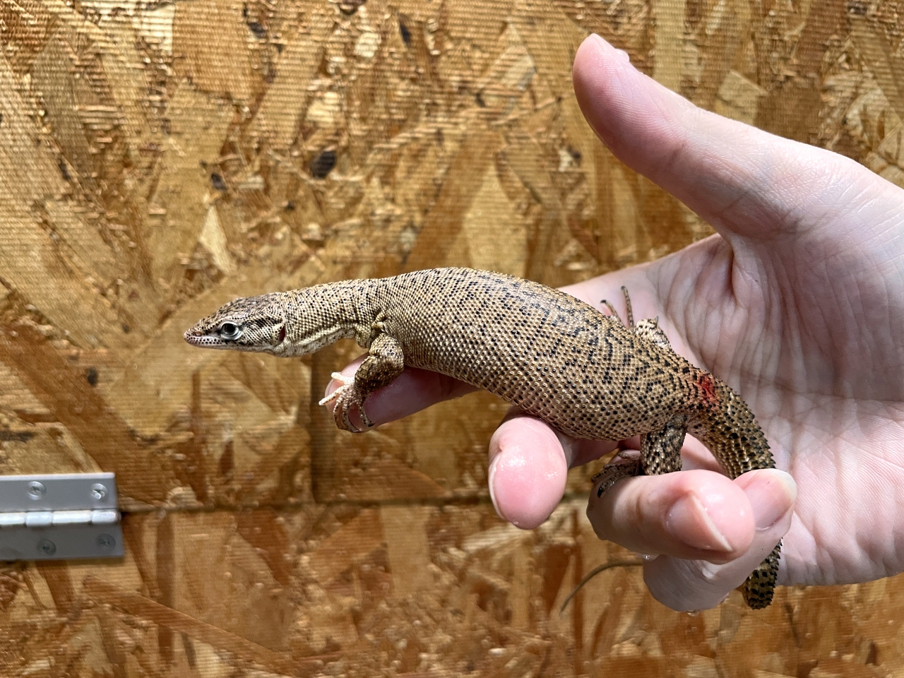 ストーリーモニター(1)