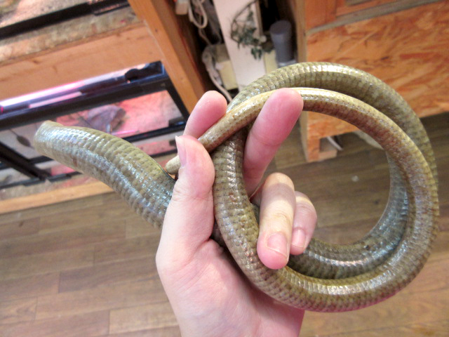 ヨーロッパアシナシトカゲ(6)