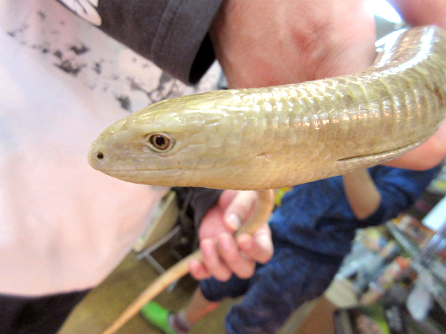 ヨーロッパアシナシトカゲ(7)