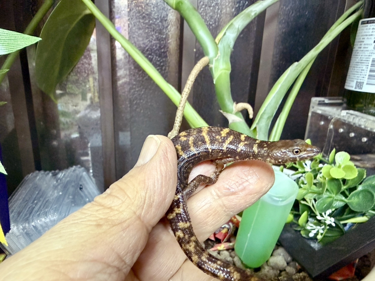 マーフィーウォータースキンク(3)