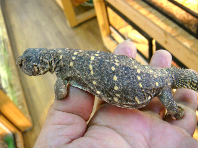 コウロコトゲオアガマ(2)